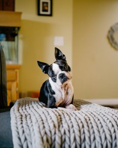 Puppy on Couch